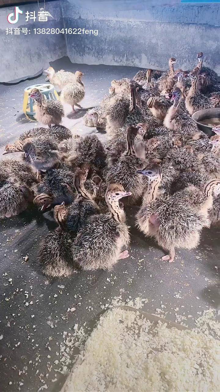 广西鸵鸟苗 鸵鸟苗 湖南鸵鸟苗 云南鸵鸟苗鸵鸟苗_鸵鸟_云南_湖南