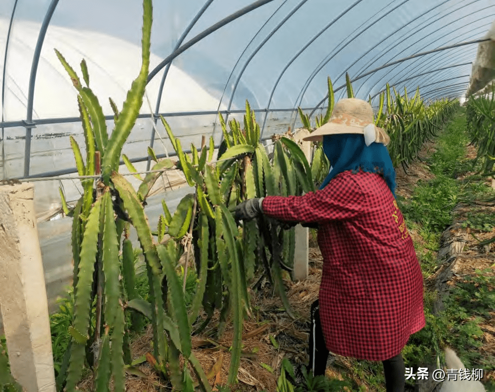 皖江地区火龙果提质增效栽培技术_种植_枝条_大棚