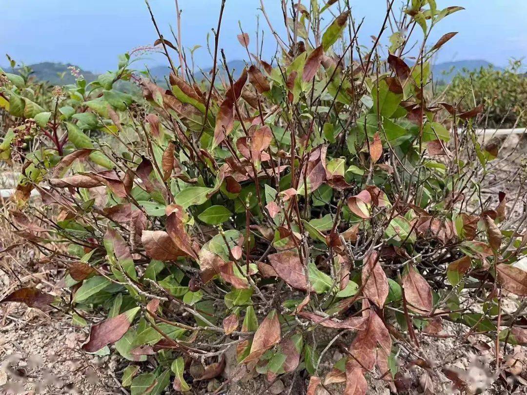 【实况】多地茶园干旱严重,茶叶一捏就碎