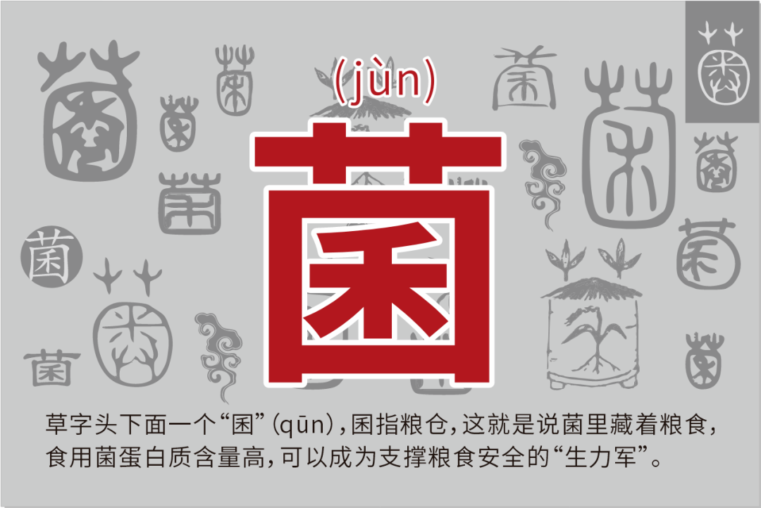 "食用菌"的"菌"怎么读?我们首先要弄清楚"蕈(xùn)"的意思.