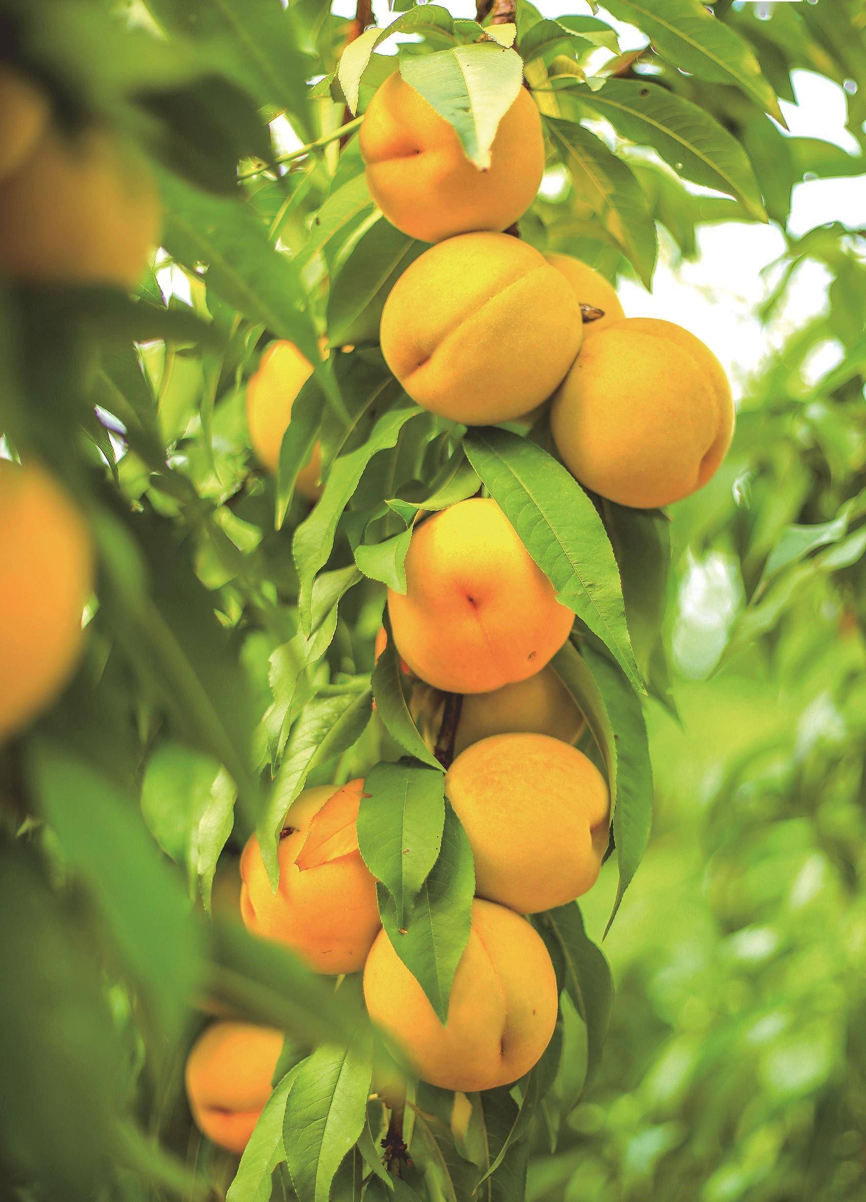 "黄桃小镇"年销三湖黄桃一亿元_江陵县_种植_管理区