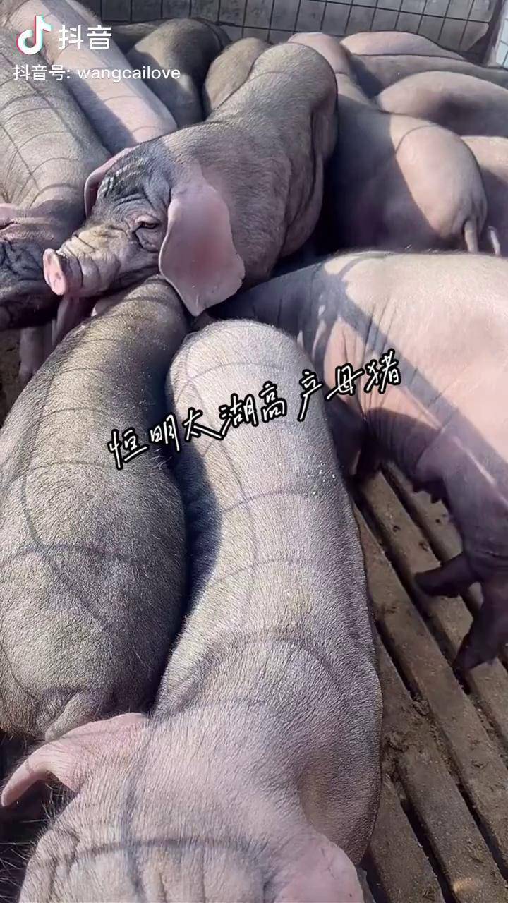 养猪人 种猪场 纯种太湖母猪 二花脸母猪 全国发货 高产母猪 自繁自养