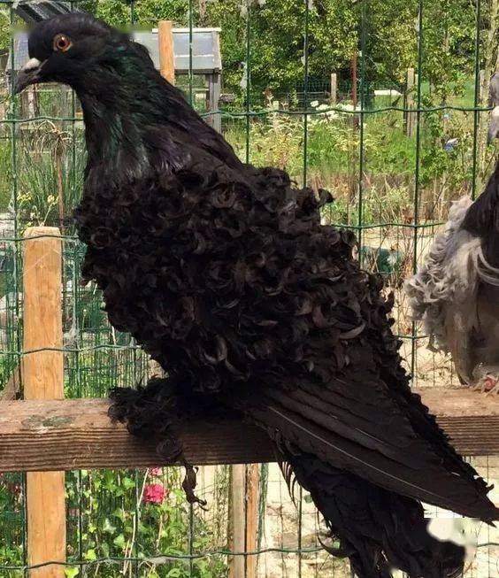 世上最漂亮的鸽子,看得我都不好意思了!