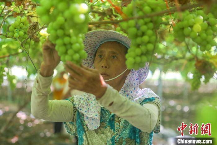 江西永新：“阳光玫瑰”甜蜜上市 水果产业助力乡村振兴