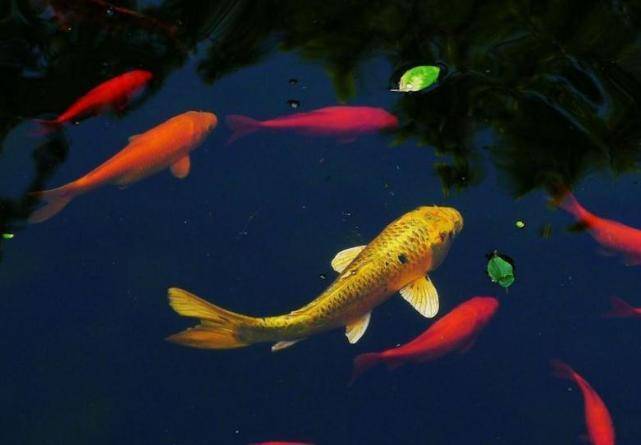 财运旺翻天,8月下旬运势走上行,职业迎贵人,如鱼得水的属相_生肖_属猪