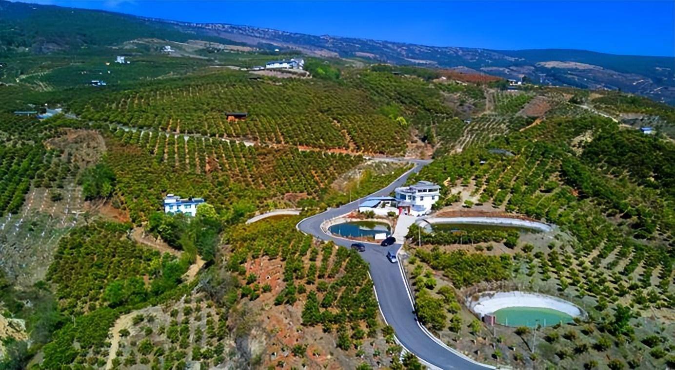 丽江华坪:统筹发展与保护,着力打造"长江上游绿色经济强县"_芒果_产业