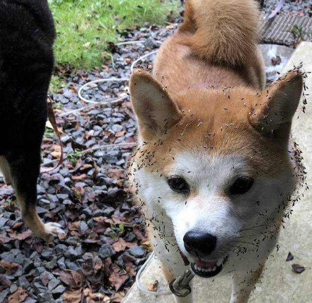 柴犬在草叢中放飛自我,全身沾滿草種子回來_寵物_狗狗_小夥伴