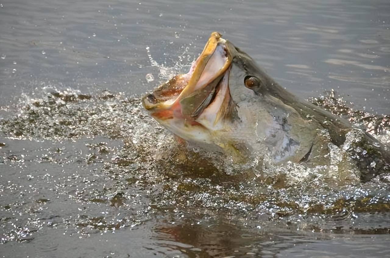 维多利亚湖的悲哀！尼罗河鲈吃到400斤，又被渔民过度捕捞