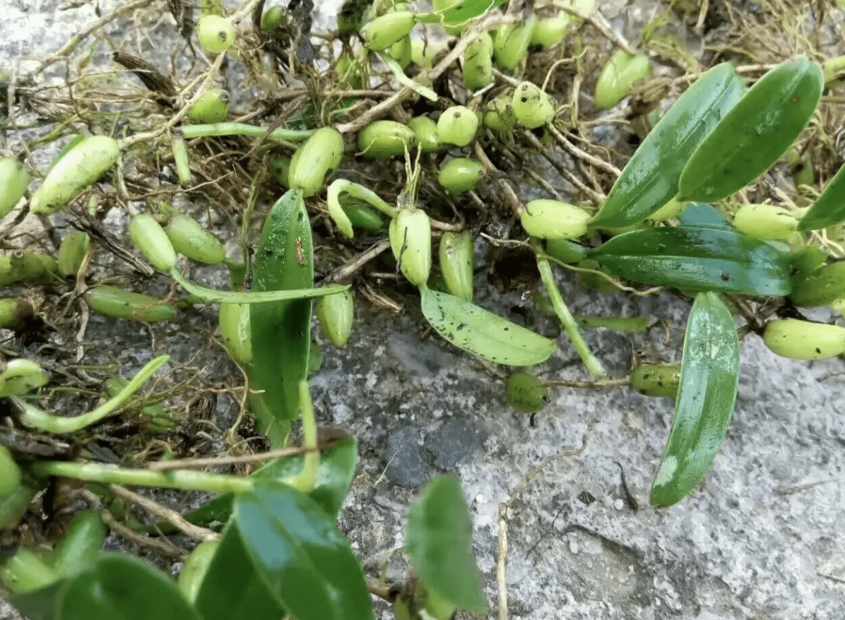 1种野草结出"小绿果",在山沟里繁殖一片,罕见,养在家里镇宅_橄榄_植株