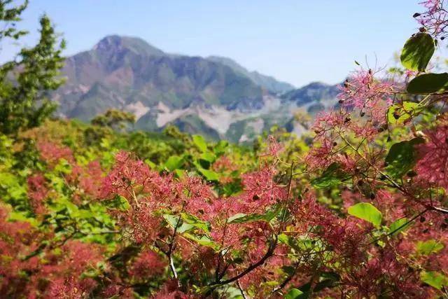 坡峰岭，不止有红叶，这个五月带你邂逅浪漫的粉色春天