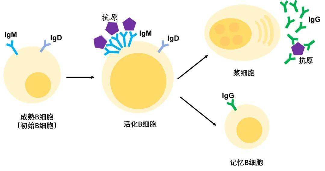 与b细胞受体(bcr)的结合,才能进行增殖和分化,产生浆细胞和记忆细胞