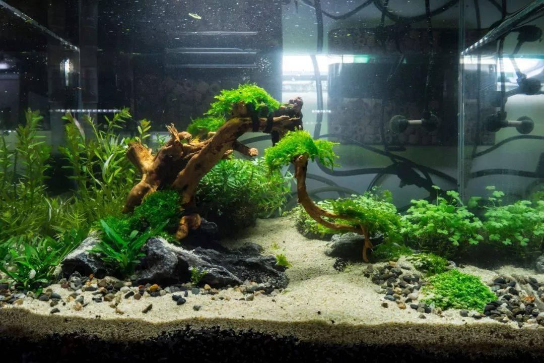 不放co2 不剪草 不换水 果然 懒 才是科学进步的原动力 水草 藻类 Co