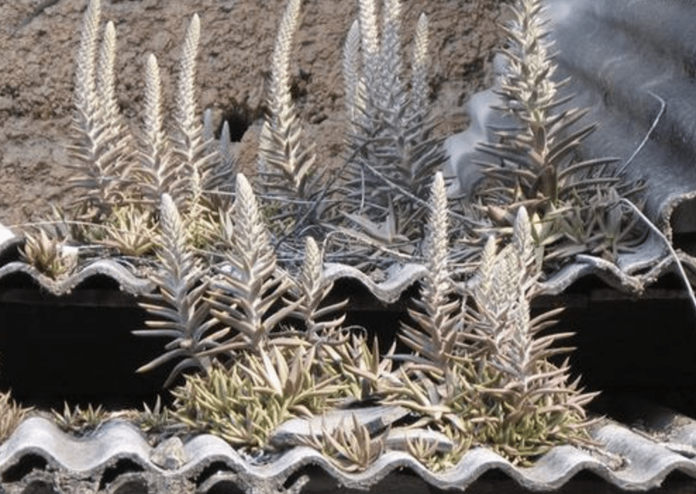 农村瓦房上,有1种"瓦松"珍贵,挖2棵当盆栽,越养越有价值_种植_植物