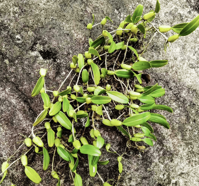 《福建中草药》就有记载到石橄榄,它是一种可以制成中药材的植物,植株