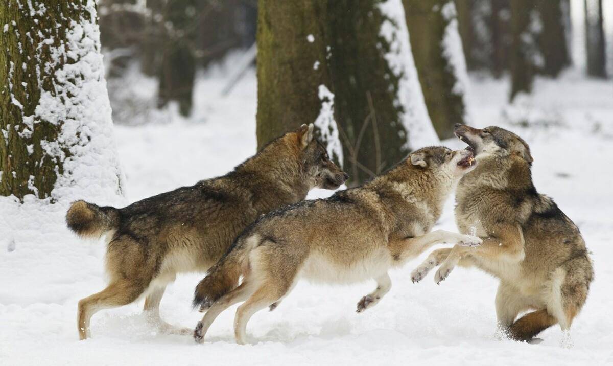 饥饿的狼群围追堵截下,松明火把救出了松花江雪道一个爬犁帮_老人_明