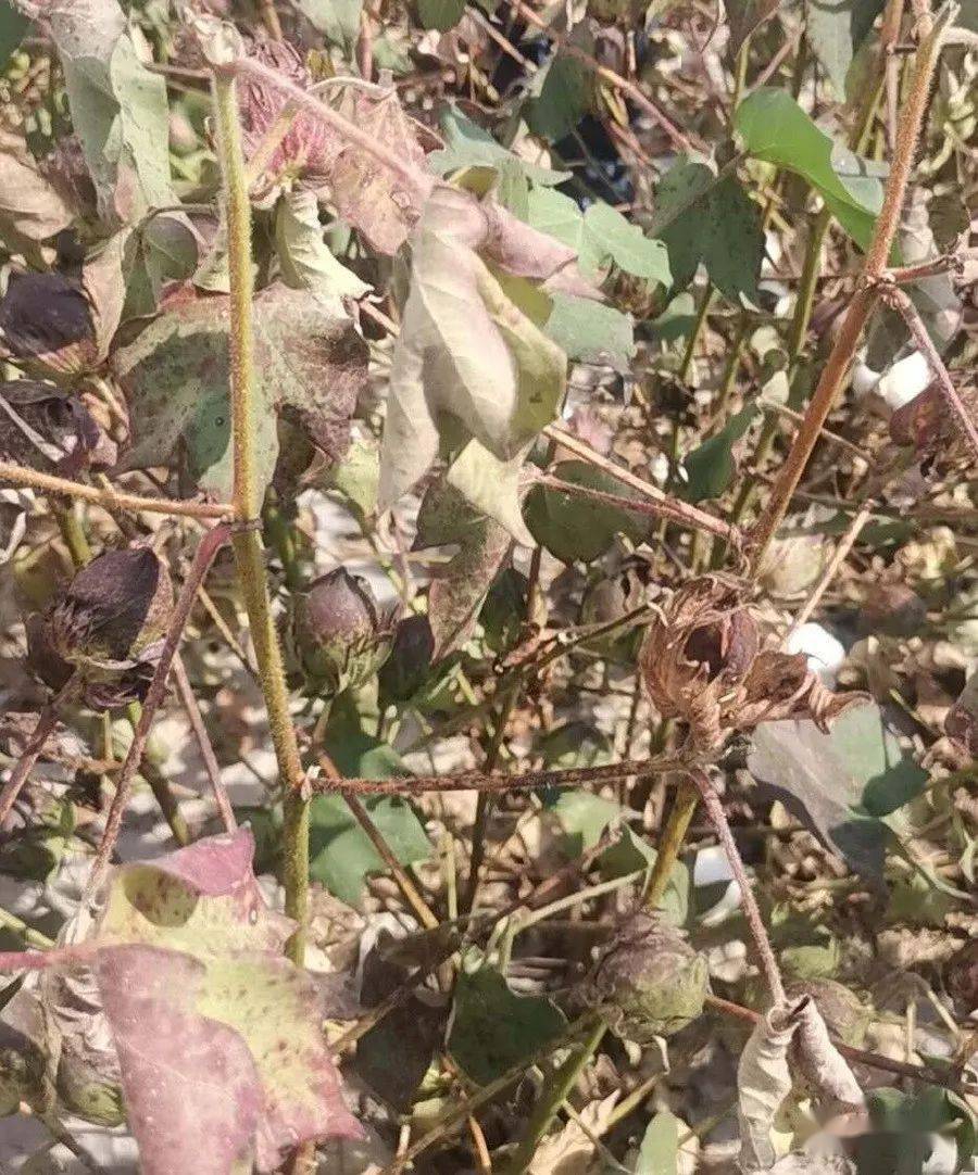 棉花红叶茎枯病技术问题的探讨_棉田_棉铃_水肥