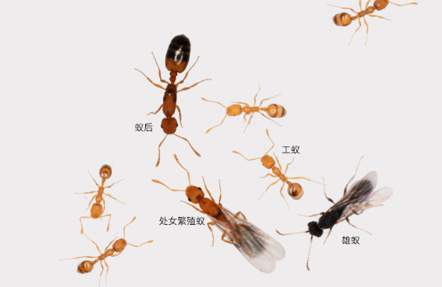 工作岗位可造成大脑结构域功能的特化_繁殖_蚂蚁_细胞