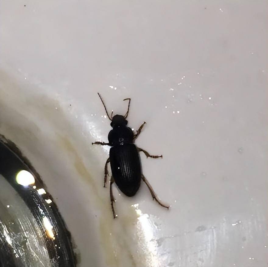 是中华婪步甲?该如何应对?_因为_害虫_益虫