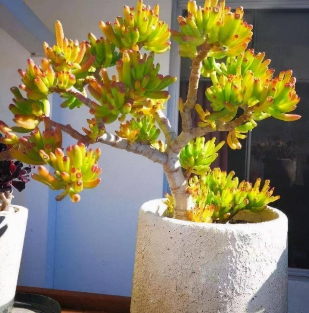 养多肉筒叶花月,勤做"三动作",蹭蹭长芽,运势也变得更好_土壤_有机肥