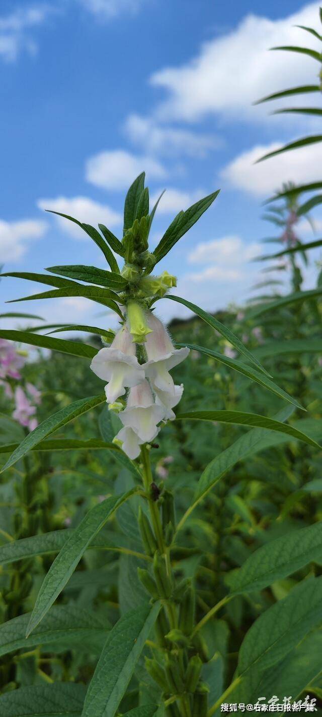 芝麻花图片大全节节高图片