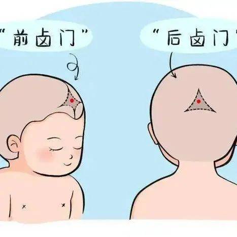 【科普】观囟门 识疾患_闭合_宝宝_关孩子