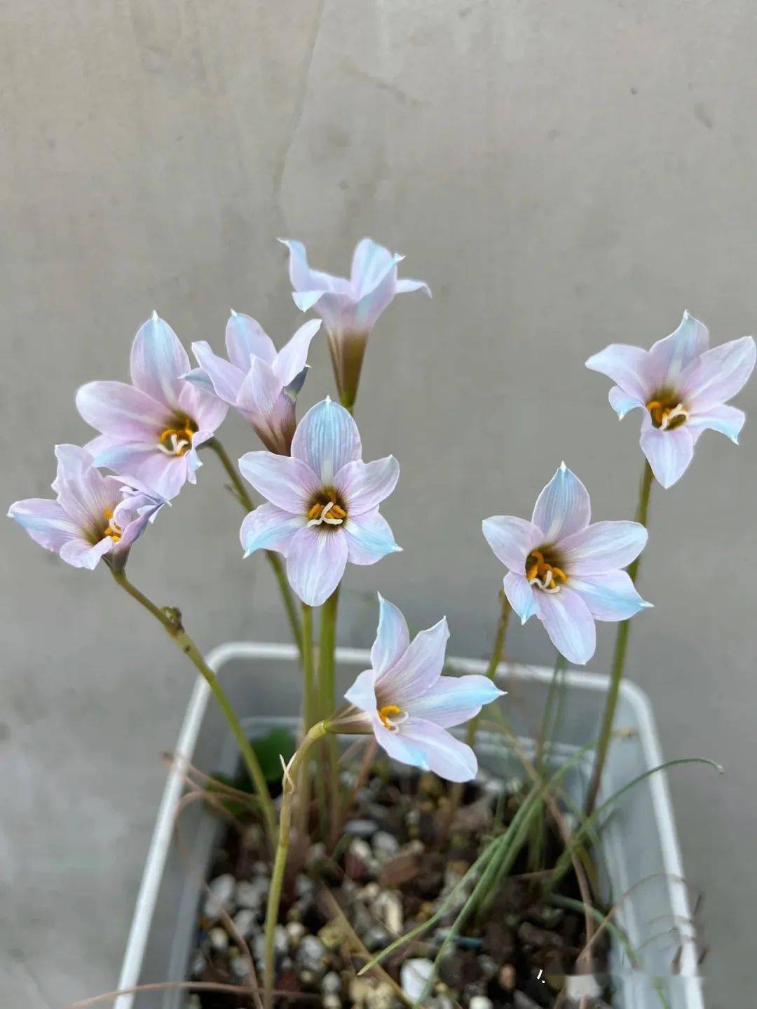 包括美花莲属葱莲属拟葱莲属细韭兰属