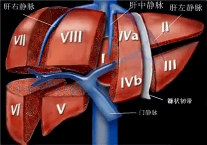 結合解剖看腹部ct,輕鬆掌握肝臟讀片!_靜脈_水平_臟器