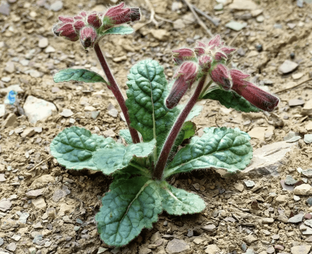 1种"毛草"不起眼,挖来当盆栽,1年后价值"翻5倍",值了_地黄_植物_种植