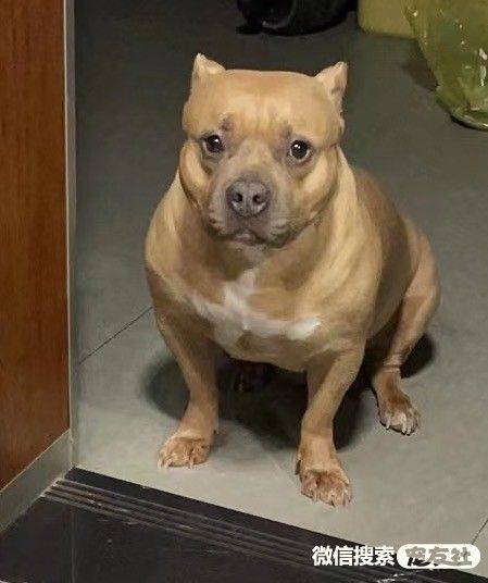 (联系电话:*******)长春市,有没有在一匡街附近看到一只黄色恶霸犬的