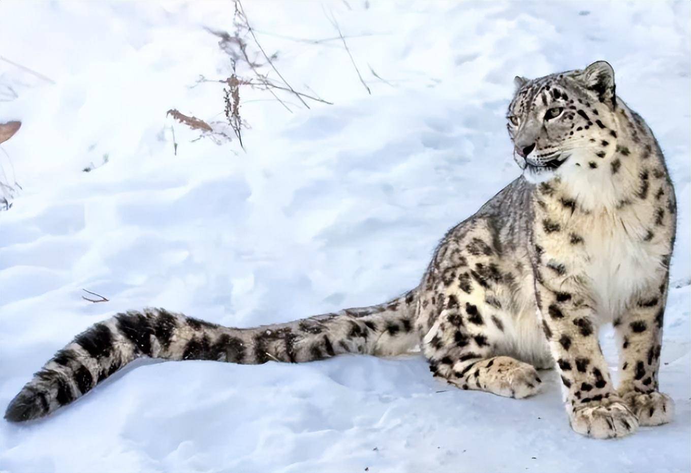 西藏小雪豹被母豹逐出家门,猎杀岩羊失败后,偷食家羊被困羊圈_牦牛