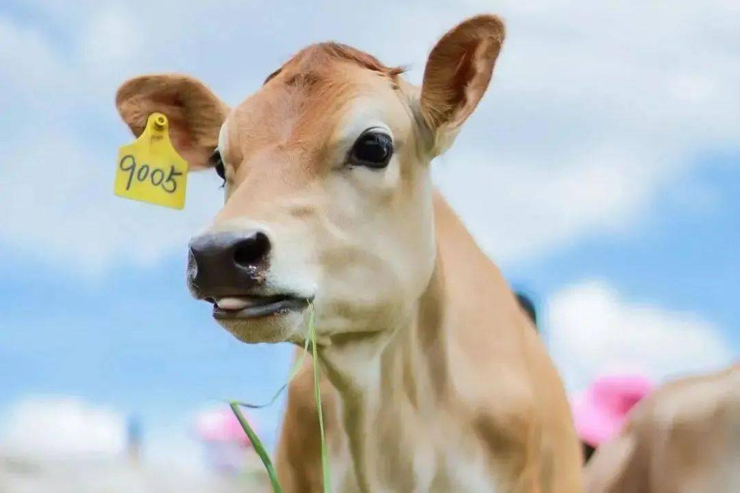 娟姗牛数量非常少,约占在全球奶牛的1%,在英国是受法令保护的,专为