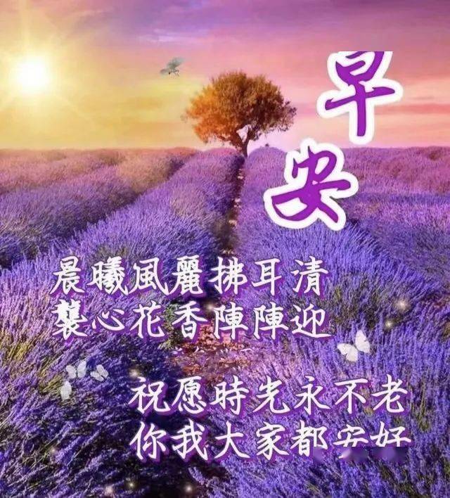 早安馨语 花是牡丹美