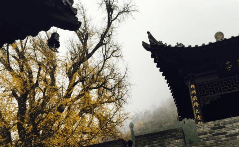 陕西西安：有一座偏远的千年古寺，因为一棵树，成为“网红寺庙”
