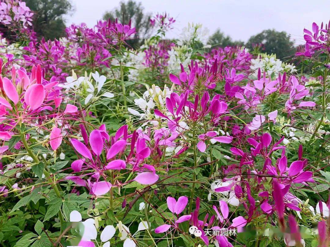 其实醉蝶花开花有一个特性,就是总是在某个入夜的黄昏盛开.