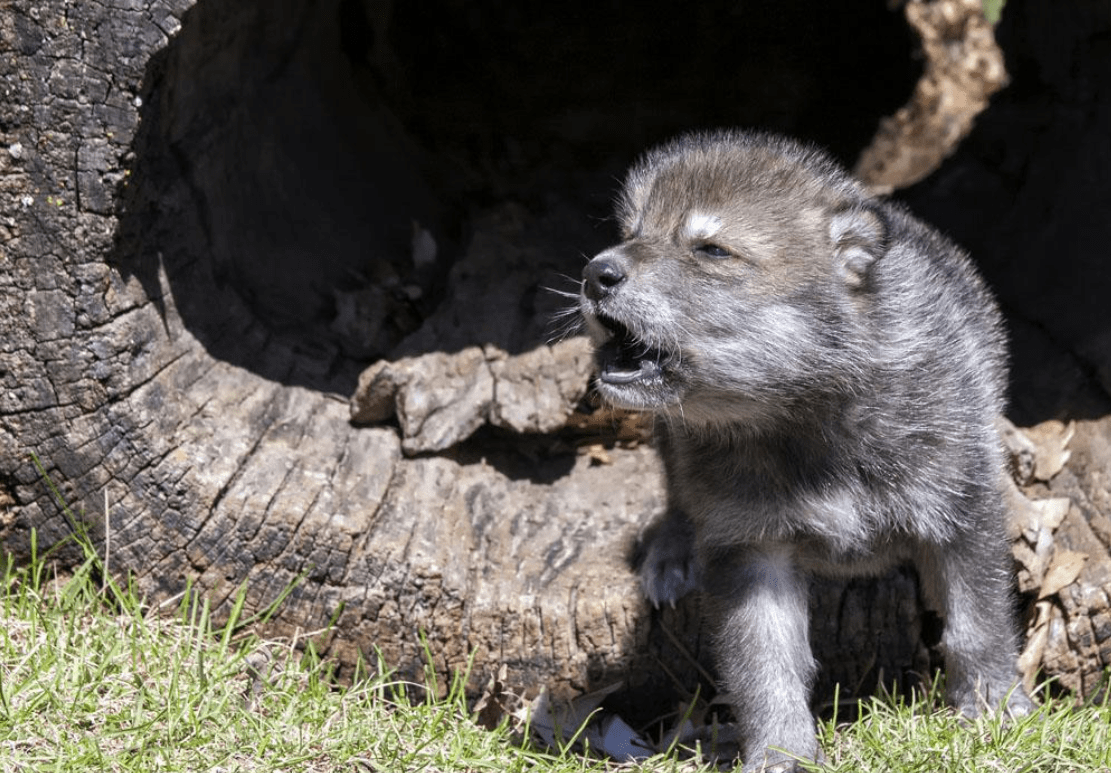从山中猛兽到家中萌宠,狼为什么要朝更弱演化_狼群_人类_驯化