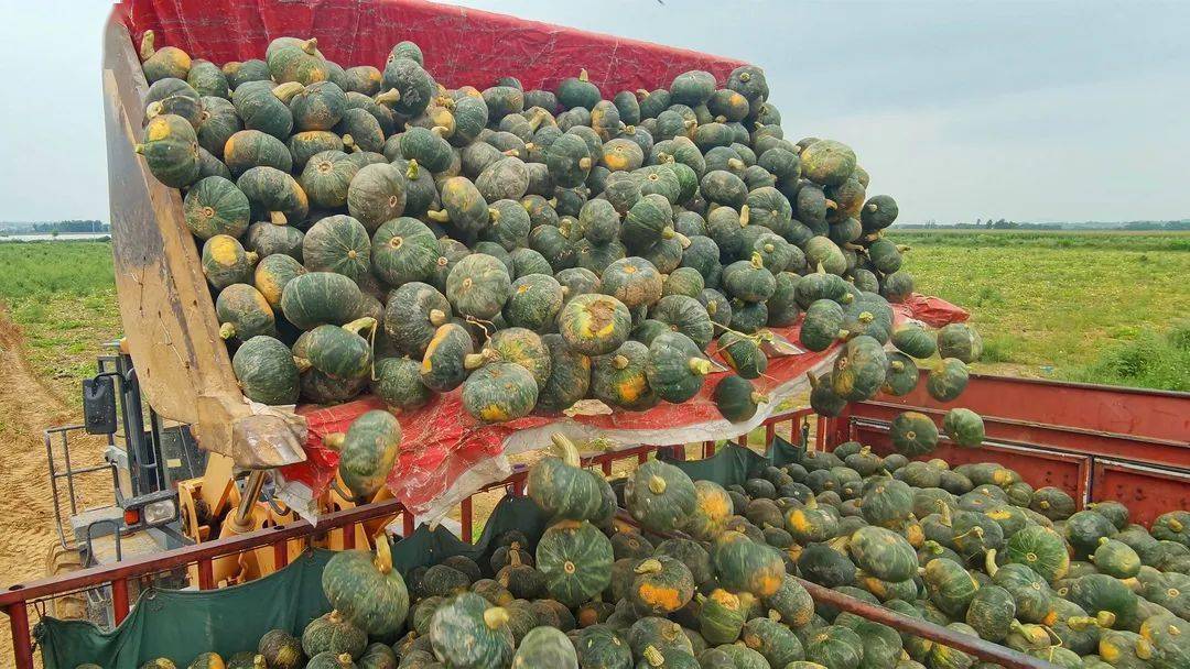 走乡村 看振兴| 贝贝小南瓜 销路顶呱呱_榆阳区_种植_村民