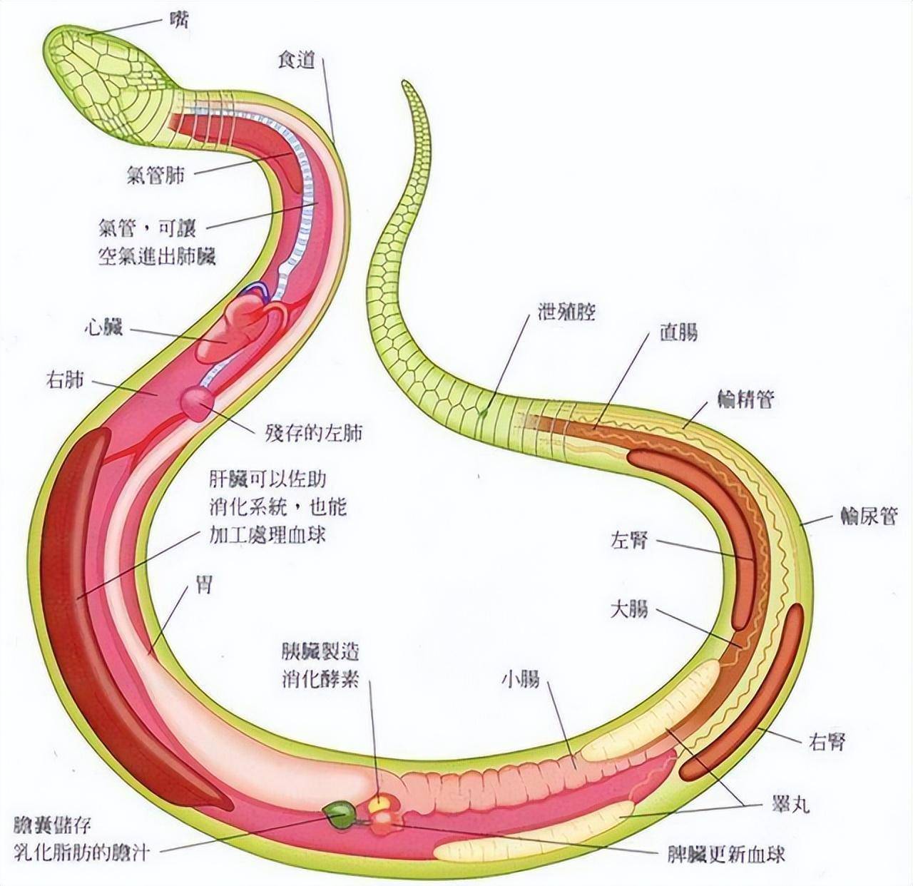 长达2米多,湖北一条眼镜蛇溜进鸡场偷蛋,还不时发出威吓声