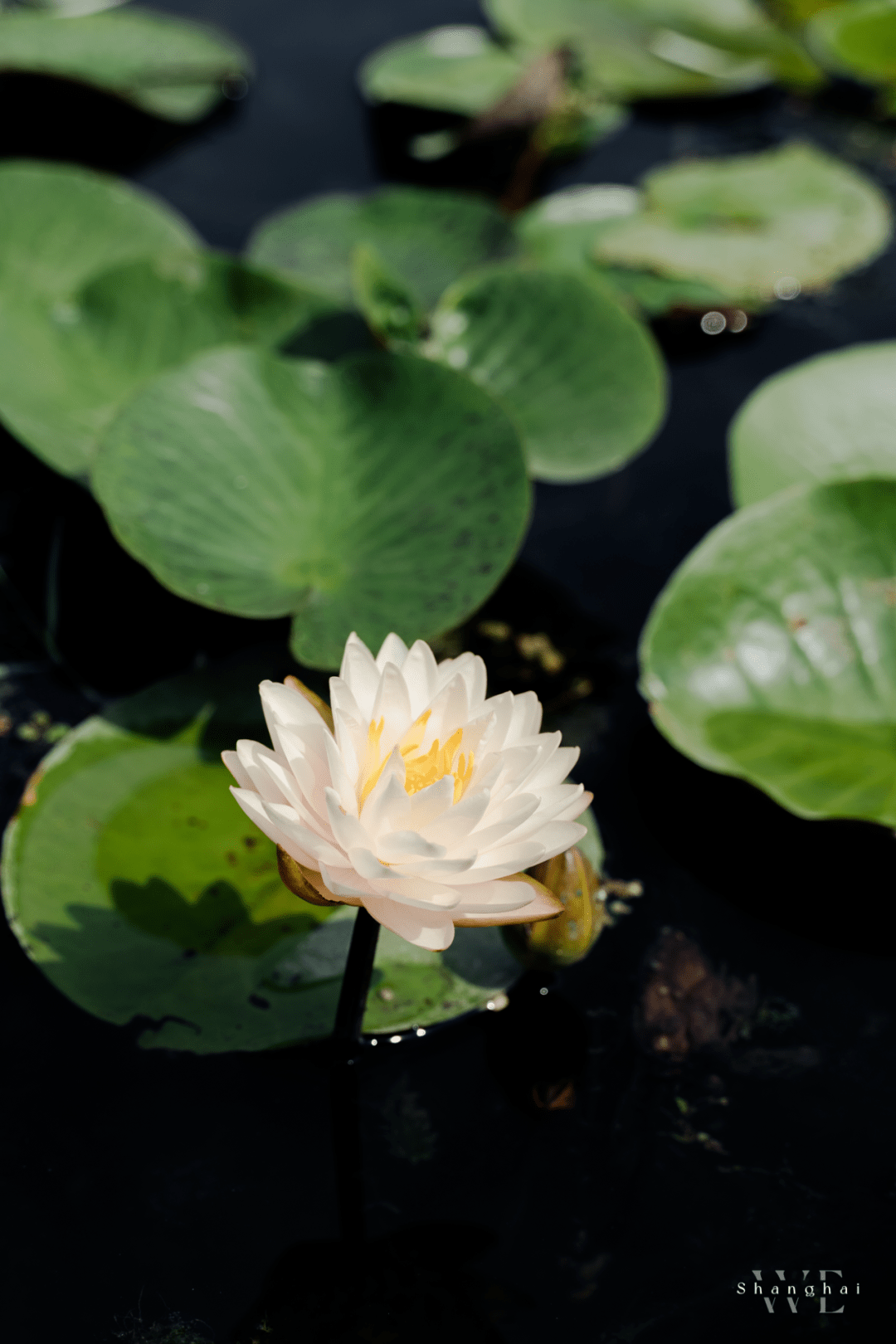 爱睡美容觉的"水中女神"睡莲,如何才能一睹她的芳颜?