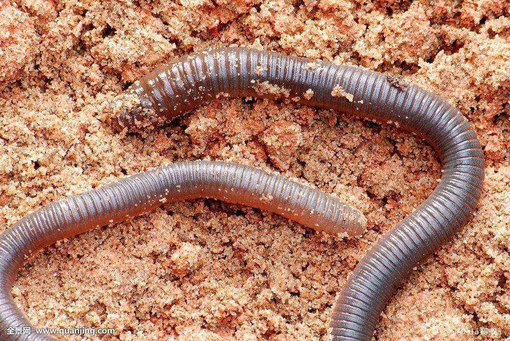 是全世界最长的蚯蚓,基本上和蛇没有区别,这条蚯蚓大概有80厘米长