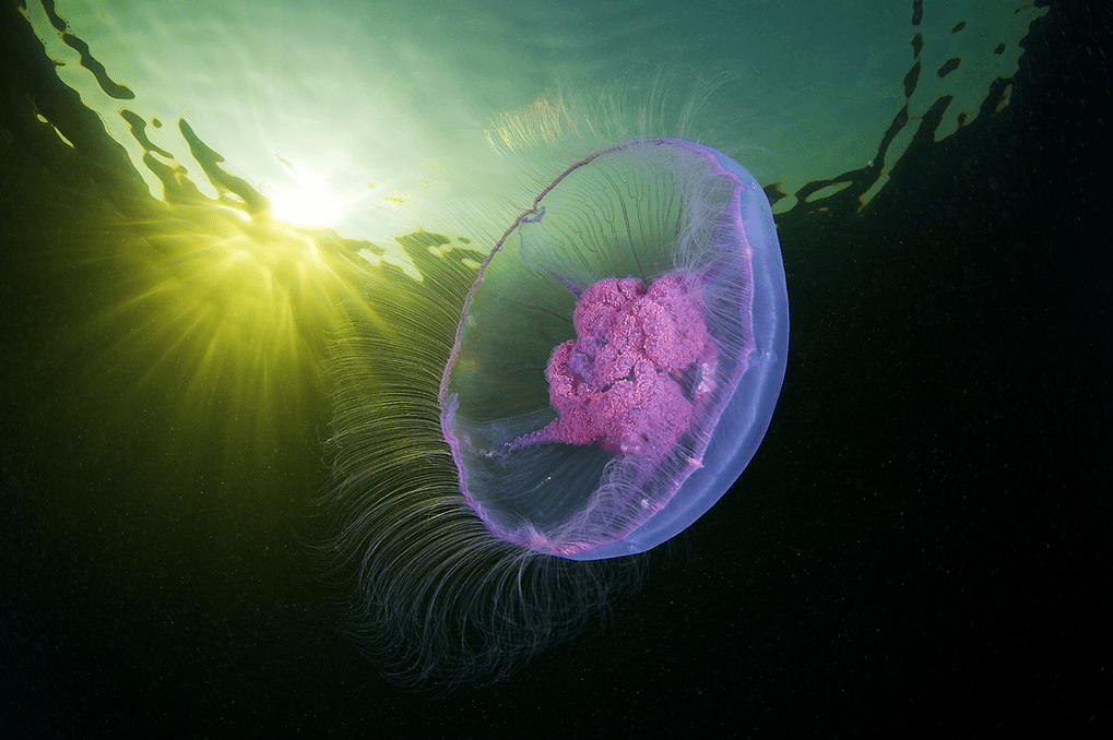 使得他镜头下的海洋生物大多晶莹剔透,色彩梦幻绮丽,真是漂亮极了