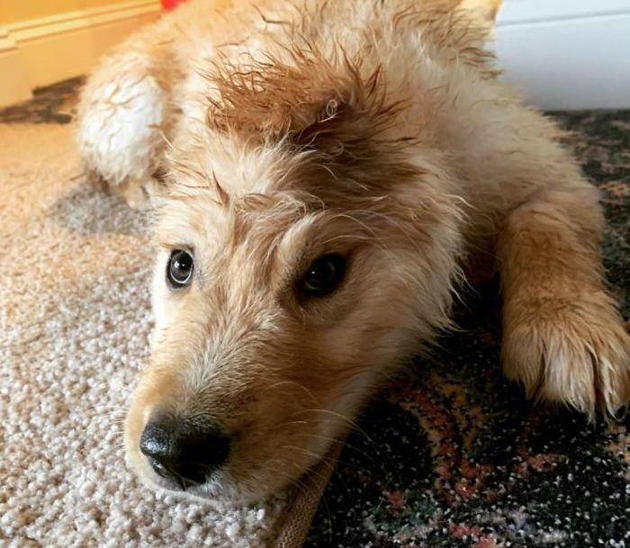 每天一个小造型,成功就是这么朴实无华_发型_耳朵_狗头