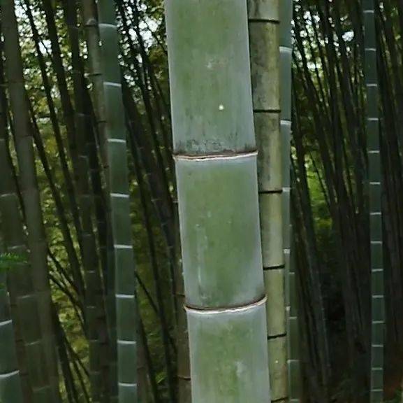 门口种树有什么讲究?为何老一辈人总说:门前种竹,做人歹毒?_竹子_竹林_梅花和