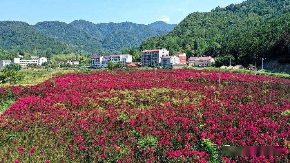 丹江口市盐池河镇盐池湾紫薇花开_苗木_风光片_校区
