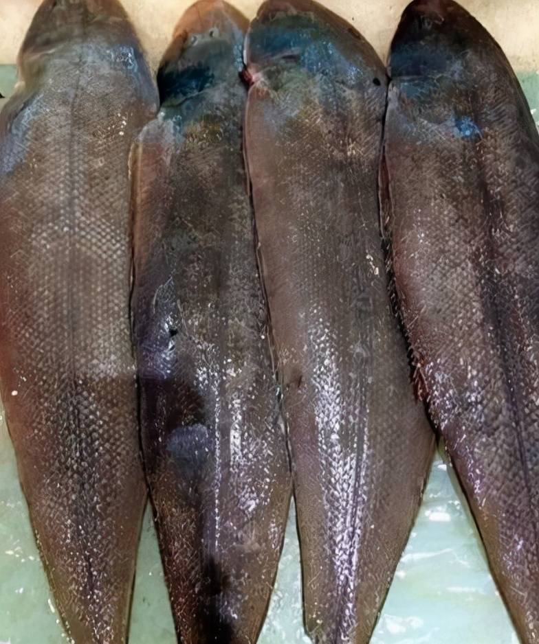 常见食用鱼鱼类图片