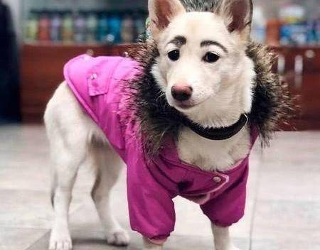 小狗长出奇怪的"眉毛",被遗弃,现在被逆袭,成了网红狗_贝蒂_狗狗