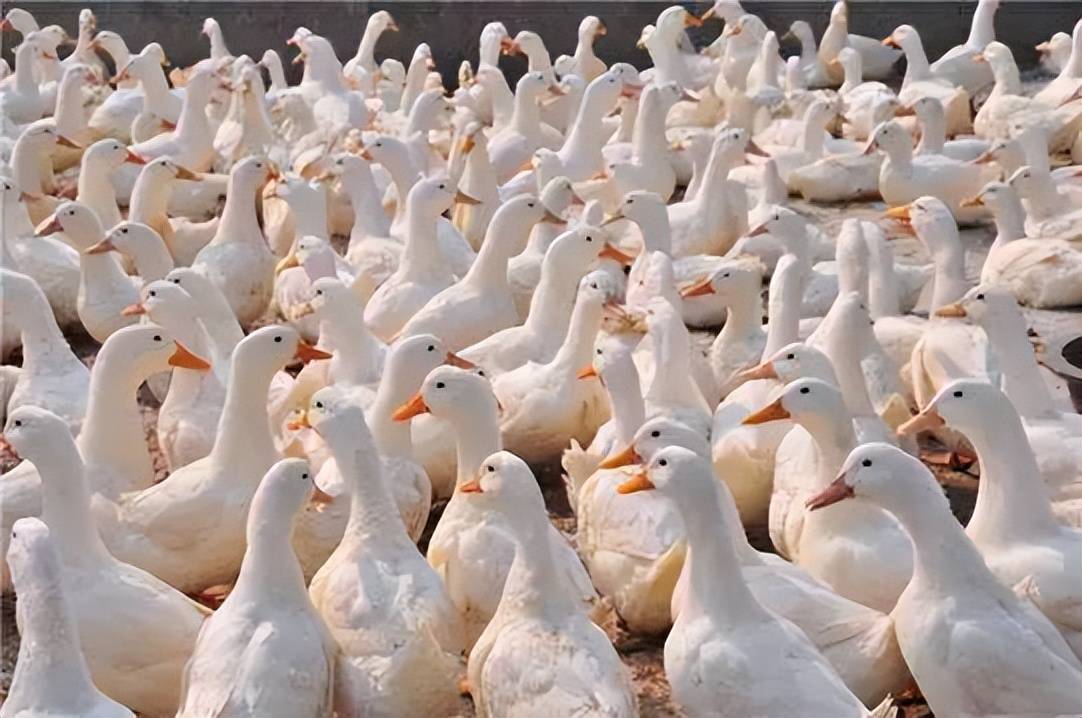 没有汗腺的肉鸭,面对热应激该怎么办?_高温_鸭群_舍内