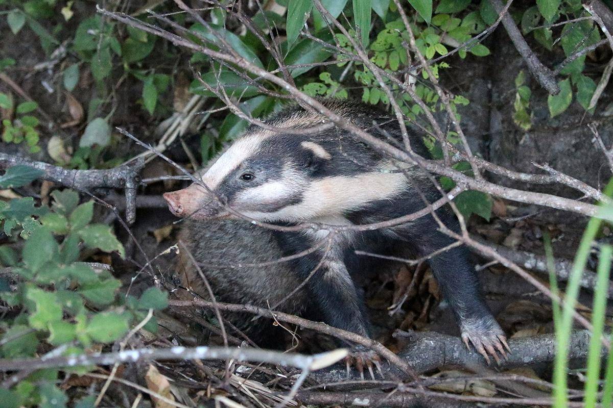 陕西汉中发现猪獾,从山上滚落到沟渠,腿受重伤被围观众人救起