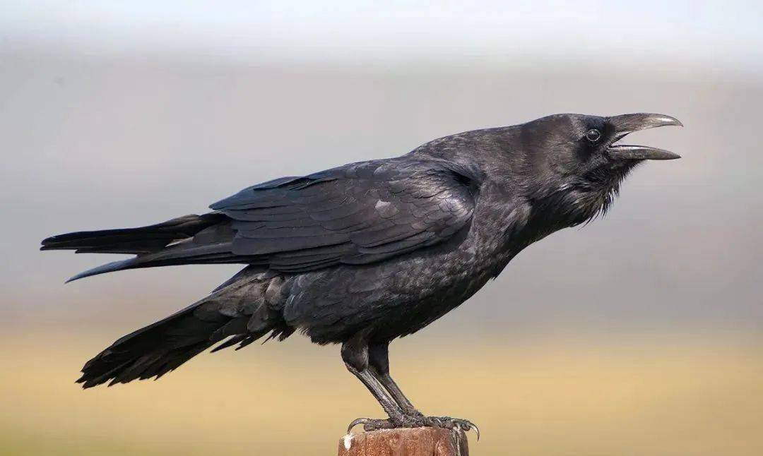 心理话 | 我真的真的很怕鸡---禽类恐惧症的噩梦!_鸟类_经历_动物