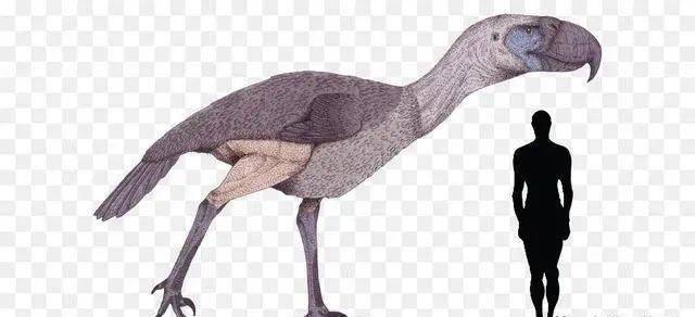 心理话 | 我真的真的很怕鸡---禽类恐惧症的噩梦!_鸟类_经历_动物