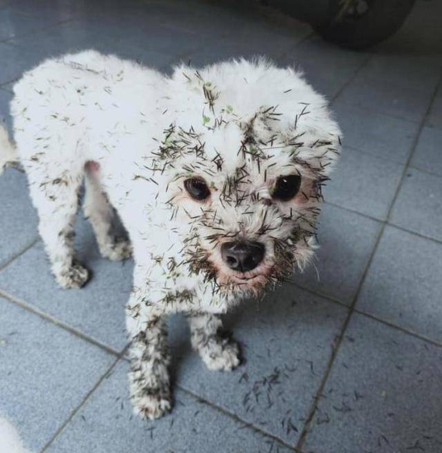 狗狗偷跑出门,回家时沾了一身"鬼针草",主人差点气疯_小时候_外表